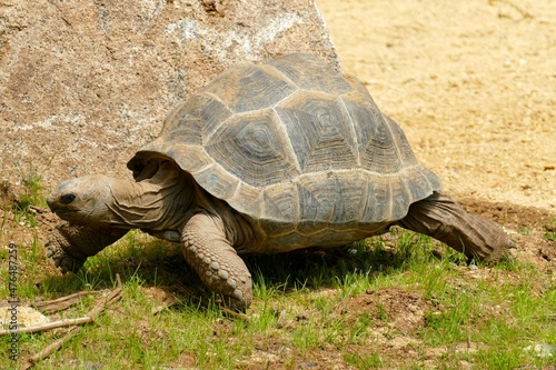 Foto Tortue géante qui marche vue de profil