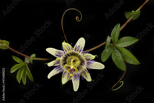 Passion flower against black