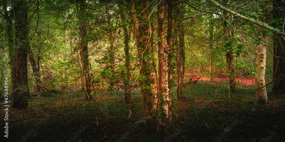 Fototapeta premium Holly tree forest and tree trunks wrapped in English Vines