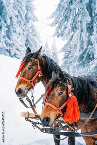 horse in snow in winter mountain forest