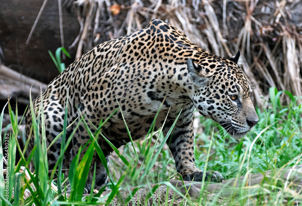 Crouching Jaguar. Jaguar walking in the forest. Green natural background. Panthera onca. Natural habitat. Cuiaba river, Brazil Crouching Jaguar. Jaguar walking in the forest. Green natural background. Panthera onca. Natural habitat. Cuiaba river, Brazil