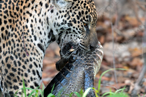 Jaguar with prey. The jaguar holds a caiman in its mouth. Panthera onca. Natural habitat. Cuiaba River, Brazil photo
