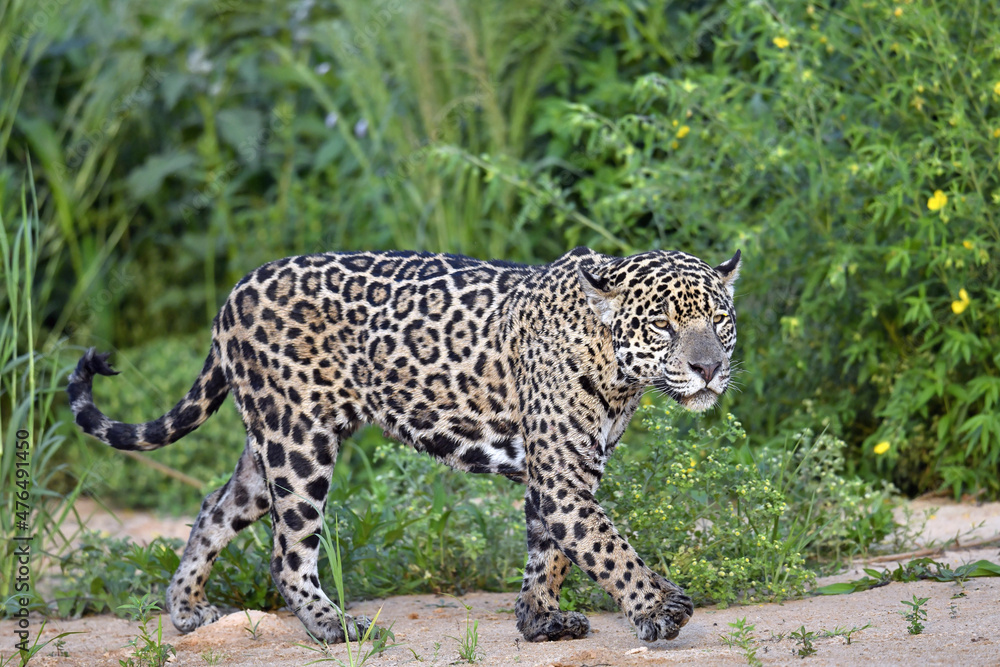 Jaguar walking along the sandy river bank. Side view. Panthera onca. Natural habitat. Cuiaba river, Brazil Jaguar walking along the sandy river bank. Side view. Panthera onca. Natural habitat. Cuiaba river, Brazil