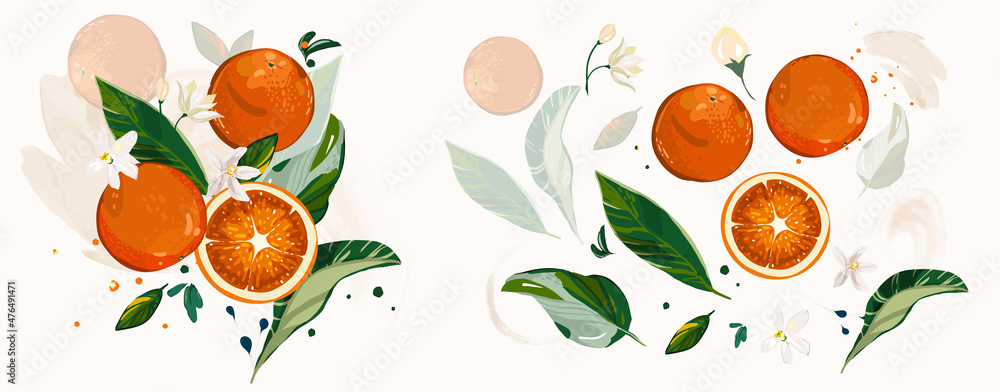 Big vector Set of orange branch. green leaves, fruit, flowers Big vector Set of orange branch. green leaves, fruit, flowers