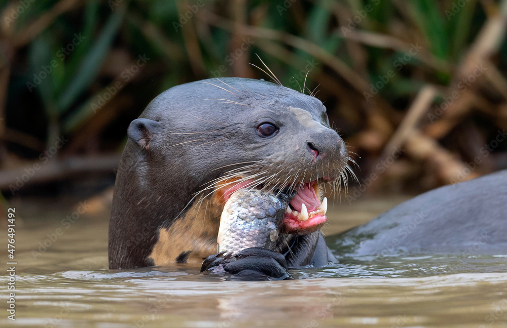 Obraz premium Giant Otter eating fish in the water. Green natural background. Giant River Otter, Pteronura brasiliensis. Natural habitat. Brazil
