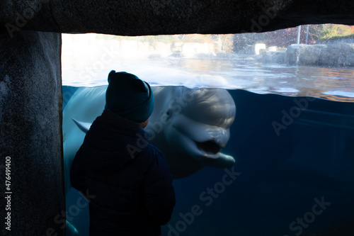 Slika na platnu Boy and a beluga whale