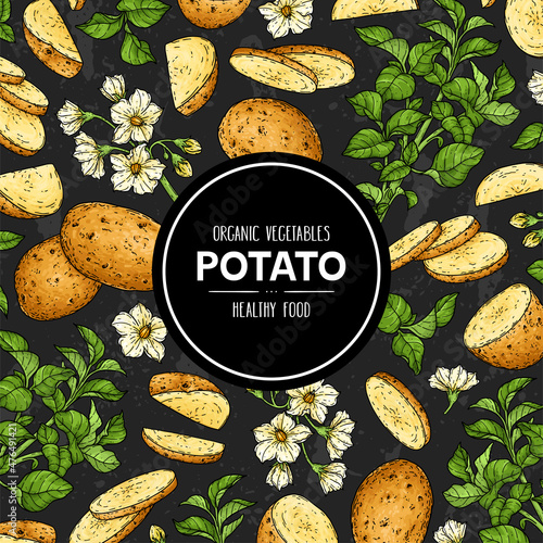 Hand drawn background with potato. Organic plant drawing with unpeeled whole potato, slices, halves, flower and branch photo