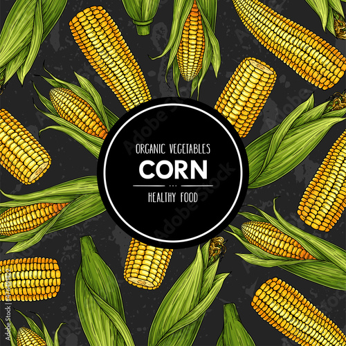 Hand drawn banner with corn. Organic plant drawing with corn cobs and grain