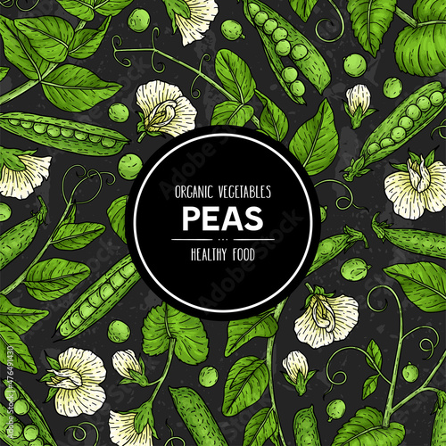 Hand drawn banner with pea. Organic legumes plant drawing with pods, beans, flowers, branch and leaves