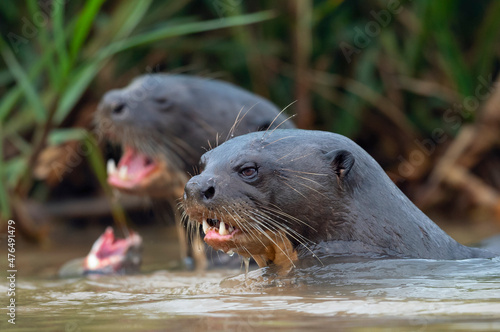 Giant otters swimming in the water. Giant River Otter, Pteronura brasiliensis. Natural habitat. Brazil