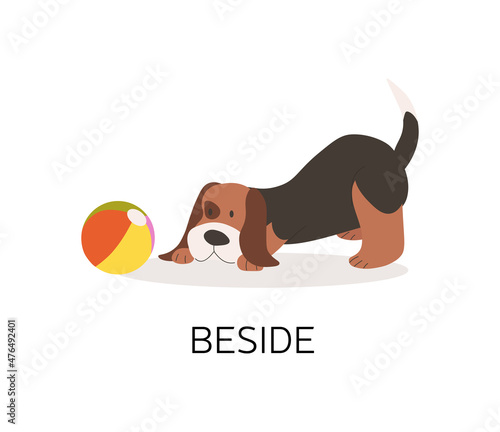 Dog beside ball. Playful pets, learning language with cute animal pictures. Educational materials for children and adults. Globalization, communication, polyglot. Cartoon flat vector illustration