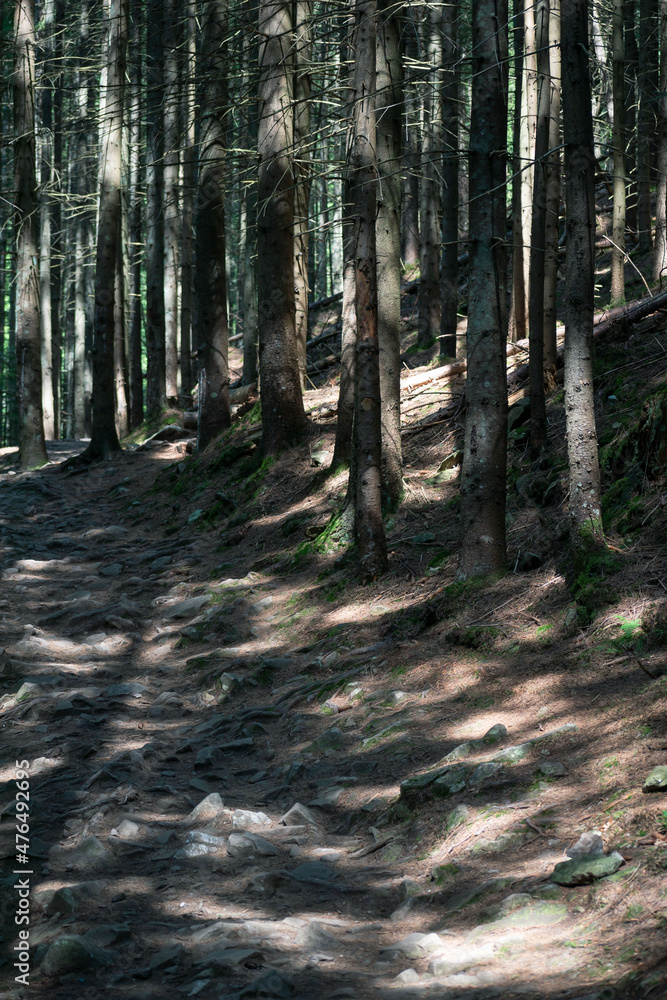 Fototapeta premium forest trail in the Carpathians