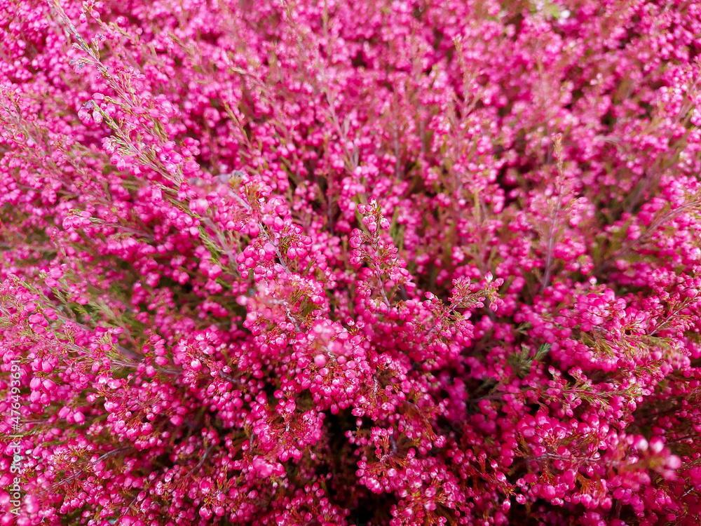 Close up of pink or purple and red or orange heather plants. Fall flower arrangement.