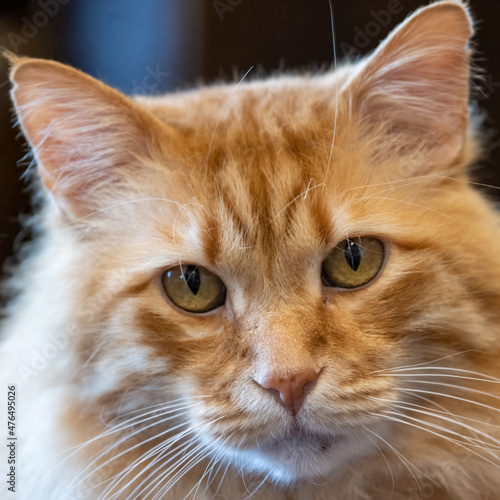 Golden orange Norwegian forest cat facial close-up portrait.