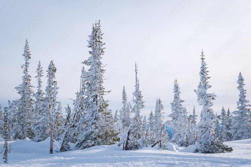 Obraz premium Winter landscape in Sheregesh ski resort in Russia, located in Mountain Shoriya, Siberia. Snow-covered fir trees on the background of mountains