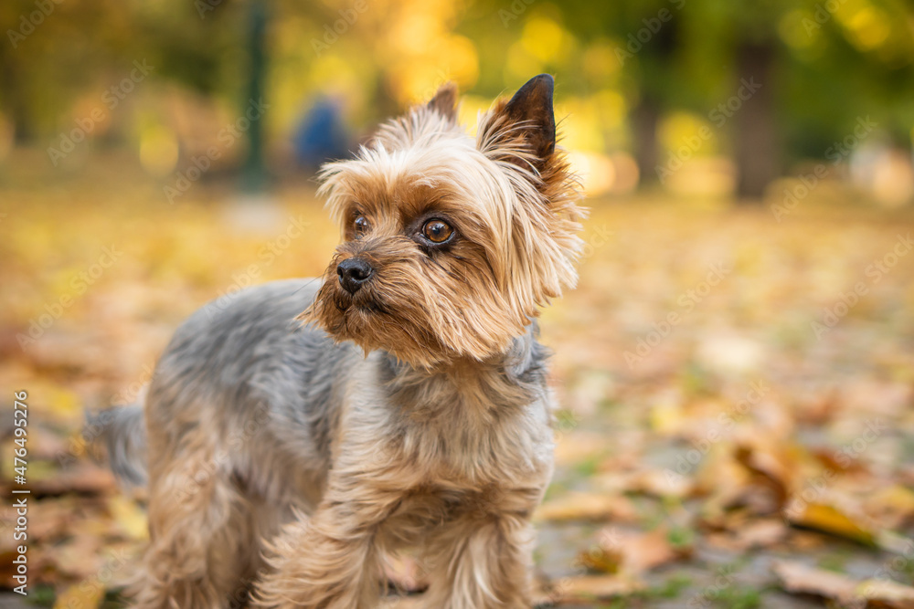 Adorable Yorkshire Terrier in an autumn park full of fallen leaves.