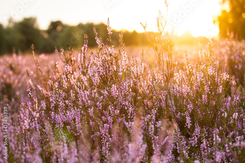 Sunset Lueneburg Heath - Heath Blossoms photo