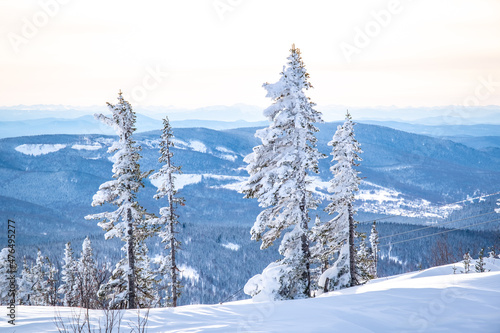 Winter landscape in Sheregesh ski resort in Russia, located in Mountain Shoriya, Siberia. Snow-covered fir trees on the background of mountains © Alexey Oblov