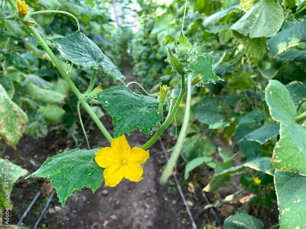 cucumber flower on vine