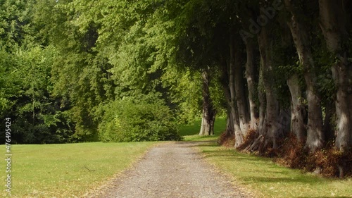 Walking road in a nature summer park.