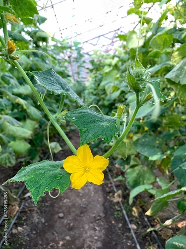 Obraz na płótnie cucumber flower on vine
w salonie
