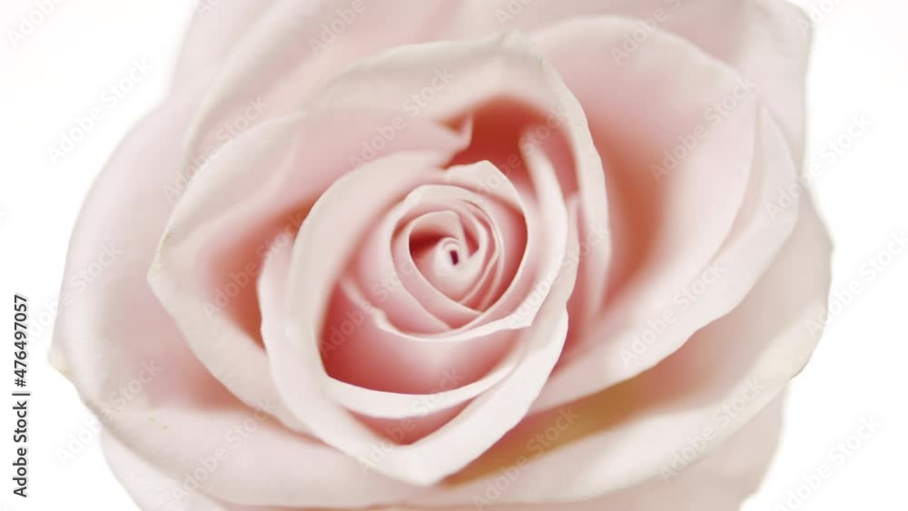 Close up macro shot of water is rippling spontaneously on white background with pink rose | Skin care cosmetics with rose water commercial Close up macro shot of water is rippling spontaneously on white background with pink rose | Skin care cosmetics with rose water commercial