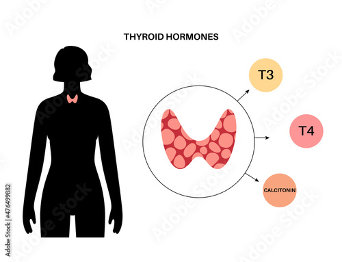 Thyroid hormones diagram