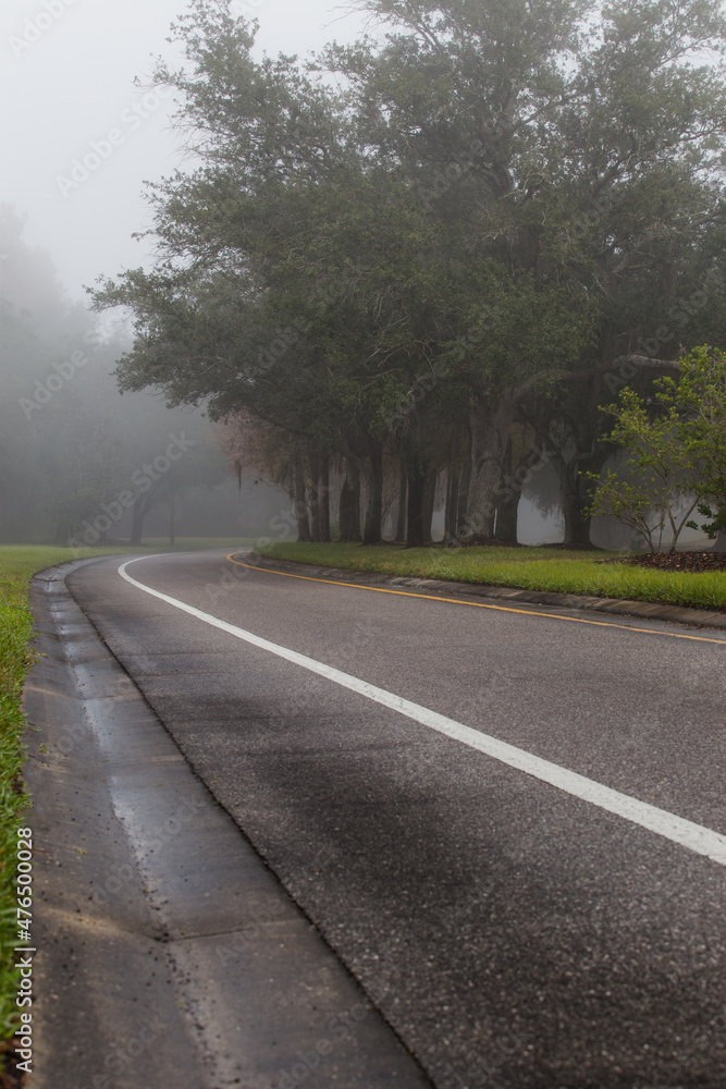 An empty road surrounded by trees on a foggy morning.