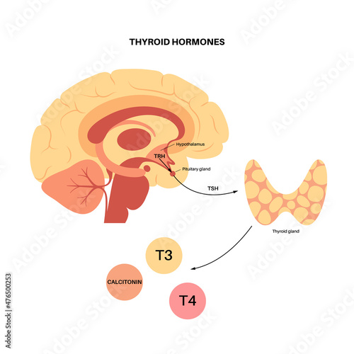 Thyroid hormones diagram