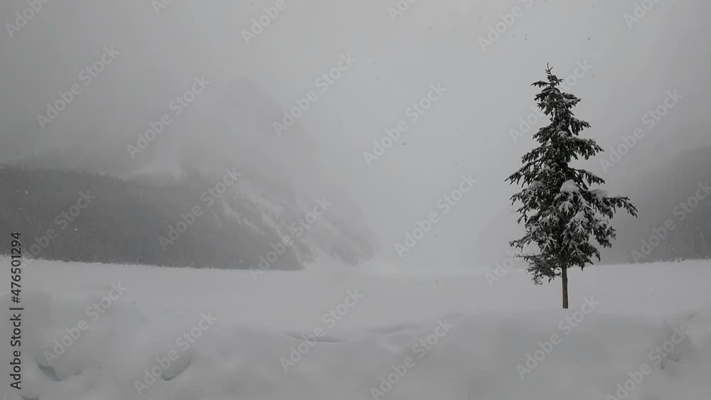 Christmas tree Winter Snowy season Landscape, Early Travel And Tourism Frosty, winter frozen lake under stormy snowfall and dark mysterious sky. Winter hiking sport scene as 4k nature footage Christmas tree Winter Snowy season Landscape, Early Travel And Tourism Frosty, winter frozen lake under stormy snowfall and dark mysterious sky. Winter hiking sport scene as 4k nature footage