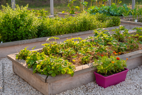 Vegetable garden with assortment vegetable plants and flowers in wooden raised bed boxes. Agriculture, nature, cultivation and ecology concept