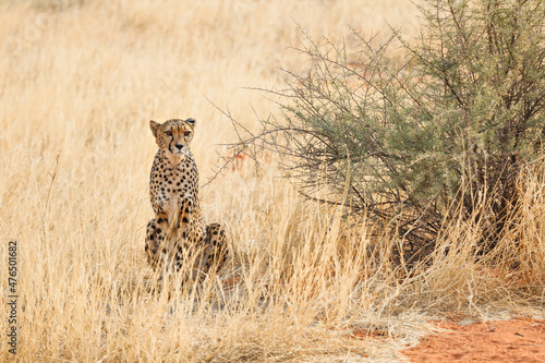 Large leopard in the Kalahari desert. Namibia. © Nataliya