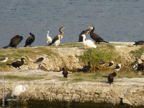 Beautiful birds at Man Sagar lake in Jaipur