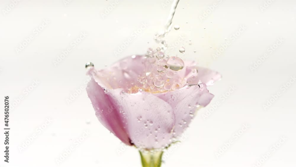 Hyaluronic acid is injected into clear liquid with pink eustoma creating different sized clear bubbles on light grey background | Abstract body care cosmetics with hyaluronic acid mixing concept Hyaluronic acid is injected into clear liquid with pink eustoma creating different sized clear bubbles on light grey background | Abstract body care cosmetics with hyaluronic acid mixing concept
