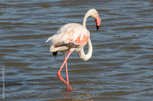 Fotografi Phoenicopterus roseus bird in Mediterranean marshes