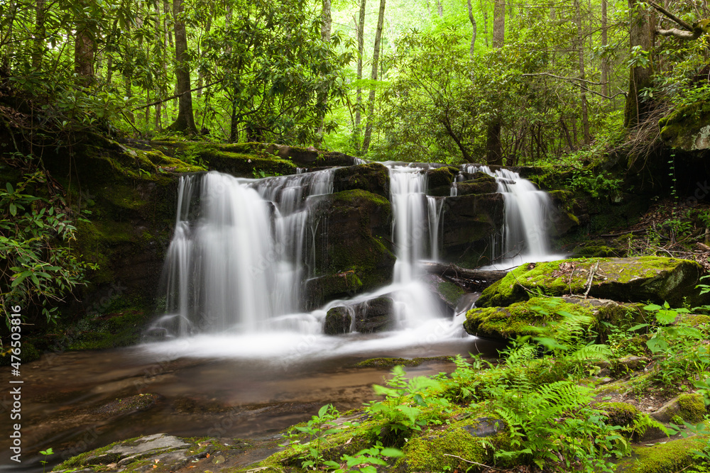 Obraz premium Rhododendron Creek