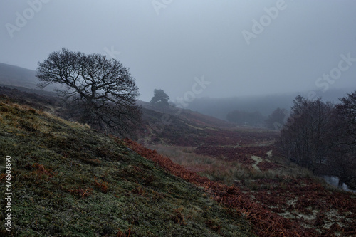 Ancient tree on foggy hillside © Alan