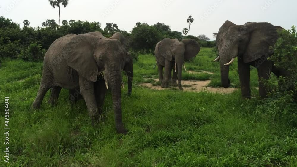 Elephants eating in the wild in Africa Elephants eating in the wild in Africa