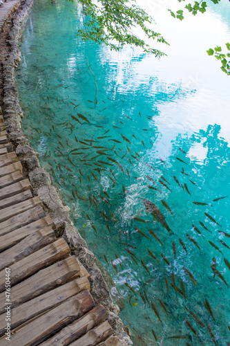 wooden bridge and fish photo