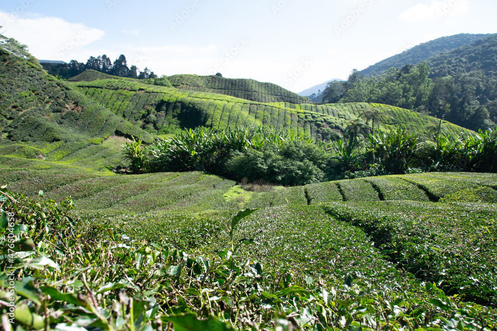 green tea plantation in Malaysia