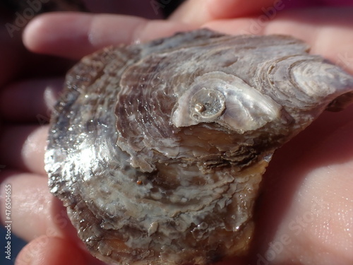 Oyster is held in the sunlight