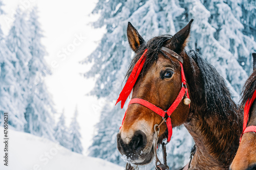 portrait of a horse in snow in winter forest