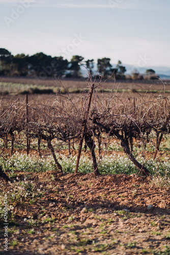 Vigne du Sud