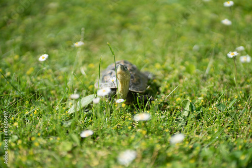 Turtle Parc © Arduva