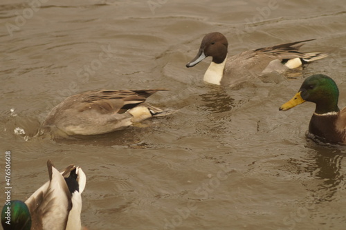 Ducks in a large pond