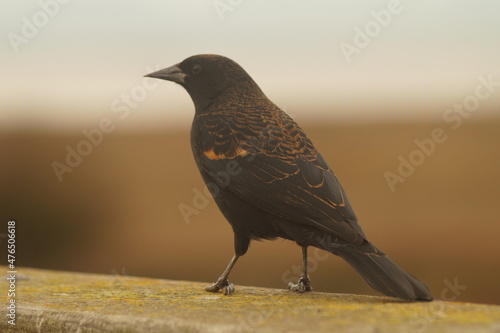 A bird standing on a railing