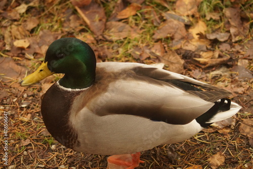 A mallard duck near waters