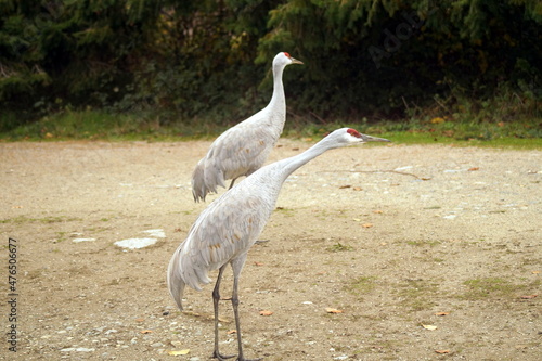 A pair of cranes in British Columbia