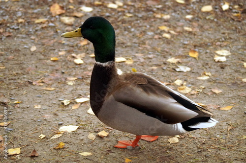 Mallard duck standing near a pond