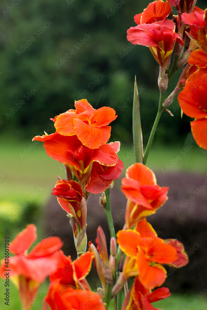Obraz premium Beautiful red flowers grow in the garden